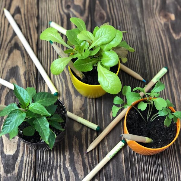 Living growing seed sprout wood pencil kid's garden kit children's garden seed kit grow your own garden kit perfect for kids and adults - Image 7