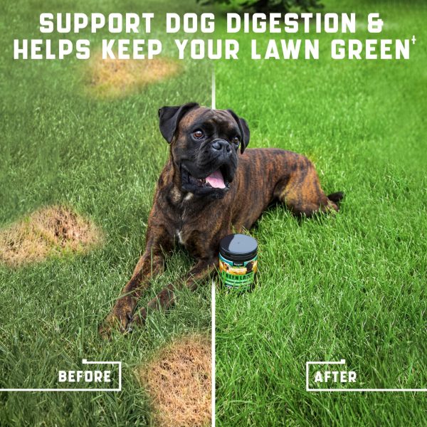 Green Lawn Chews for Dogs - Natural Dog Urine Neutralizer for Lawn with Cranberry, Probiotics, ACV & Digestive Enzymes - 180 Chews for Healthy Bladder, Urinary Tract - Grass Burn, Yellow Spots Treats - Image 2