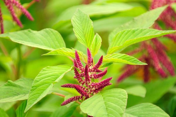 Organic Amaranth Grain 5 Pounds – Non GMO 100% Whole Grain Kosher Vegan Bulk Seeds - Image 7
