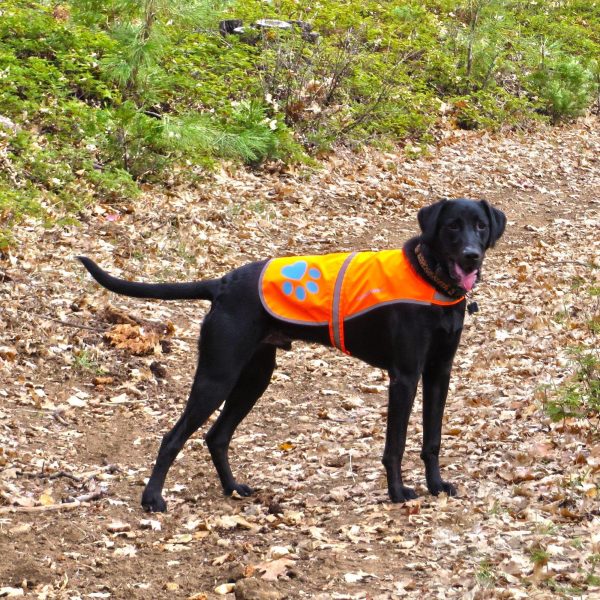 Reflective Dog Vest. Hi Visibility Fluorescent Blaze Orange Dog Vest Helps Protect Your Best Friend. Safeguard Your PUP from Motorists & Hunting Accidents On or Off Leash. (Large) - Image 6