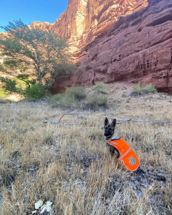Reflective Dog Vest. Hi Visibility Fluorescent Blaze Orange Dog Vest Helps Protect Your Best Friend. Safeguard Your PUP from Motorists & Hunting Accidents On or Off Leash. (Large) - Image 7