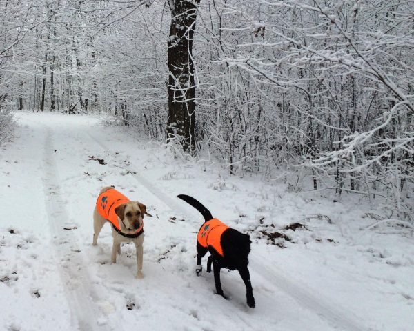Reflective Dog Vest. Hi Visibility Fluorescent Blaze Orange Dog Vest Helps Protect Your Best Friend. Safeguard Your PUP from Motorists & Hunting Accidents On or Off Leash. (Large) - Image 8