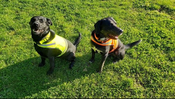 Lite Dog Vest. Coverage to Mid Back. Reflective Hi Visibility Fluorescent Yellow Fabric Helps to Keep Them in Sight and Safe On and Off Leash. - Image 3