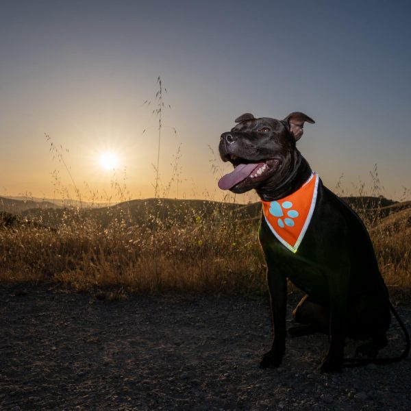 Orange Dog Bandana. Hi Visibility Reflective Blaze Orange Bandana for Large and Small Pets. Safety Accessories for Walking Camping and Off Leash Exploration. - Image 5