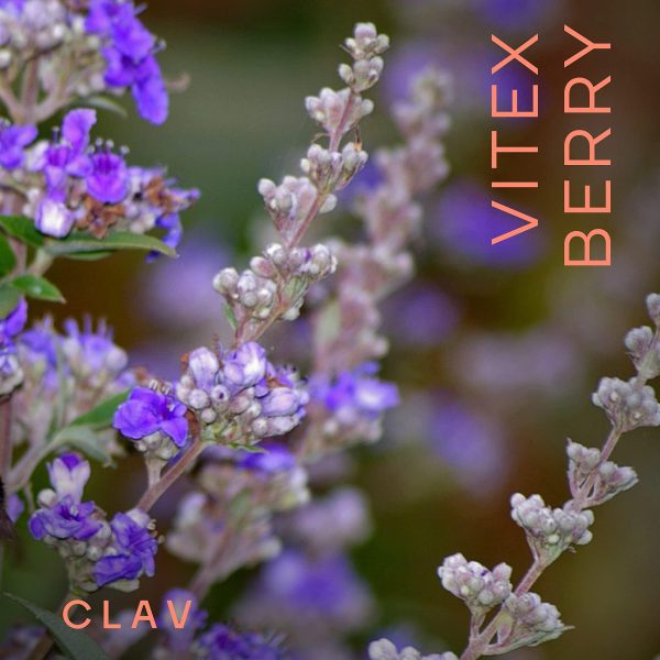 Vitex Berry   Premium Chasteberry 4:1 Extract (Vitex Agnus Castus)   Menopause & PMS Support   Hormone Balance for Women   180 Capsules   6 Month Supply   Made in Germany - Image 2