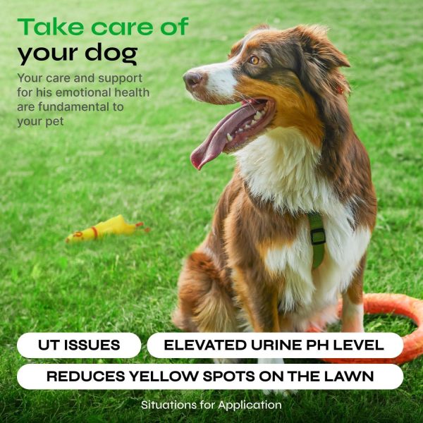 Dog Urine Neutralizer for Lawn   Grass Burn Spot Chews for Dogs   Dog Pee Lawn Spot Saver Caused by Dog Urine   Digestive Health Support Soft Chews   Grass Savers for Dog Urine   Grass Treatment Rocks - Image 4