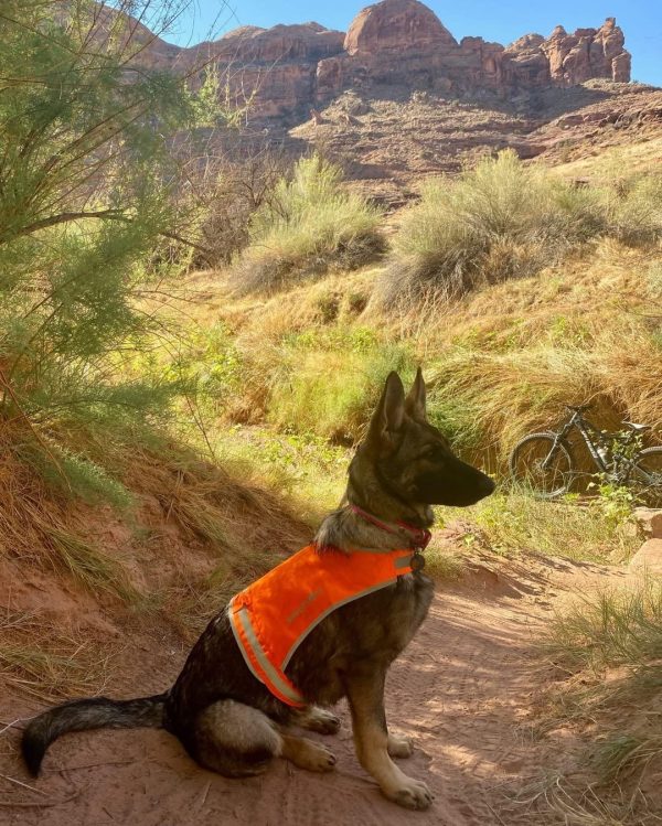 Lite Dog Vest. Coverage to Mid Back. Reflective Hi Visibility Blaze Orange Fluorescent Fabric Helps to Keep Them in Sight and Safe On and Off Leash. - Image 6