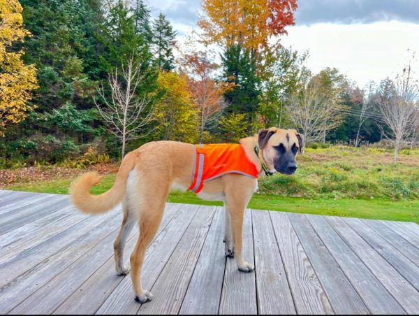Lite Dog Vest. Coverage to Mid Back. Reflective Hi Visibility Blaze Orange Fluorescent Fabric Helps to Keep Them in Sight and Safe On and Off Leash. - Image 8