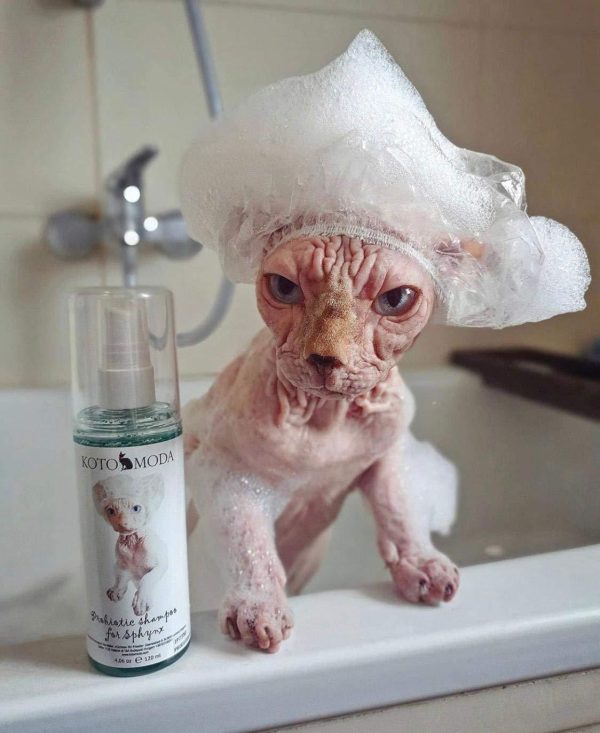 Probiotic Shampoo for Sphynx Cats (4.22) - Image 3