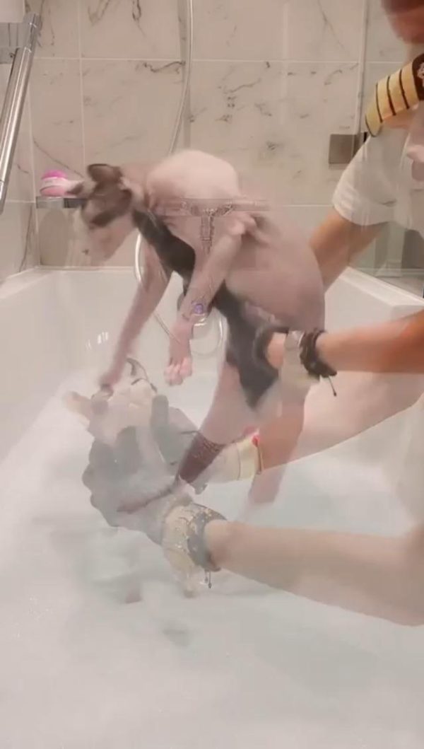 Probiotic Shampoo for Sphynx Cats (4.22) - Image 6