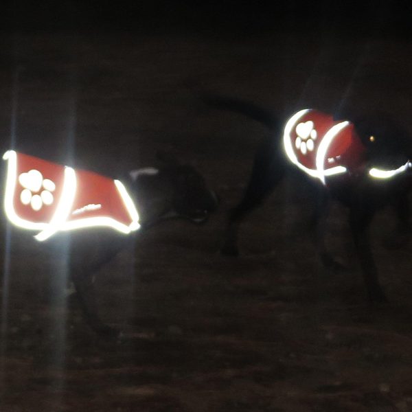 Dog Reflective Vest – Multiple Color Options with Hi Vis Fluorescent Visibility Helping to Safeguard Your Pet On Off Leash in Urban & Rural Areas. - Image 4