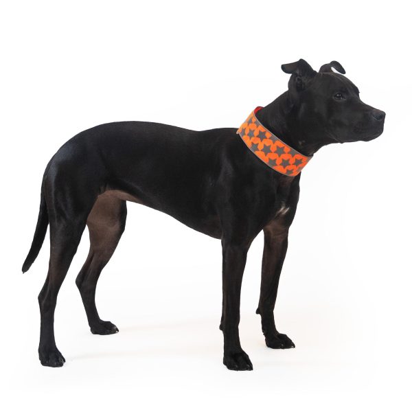 Reflective Dog Collar. Fluorescent Blaze Orange with Adjustable Fastener for Small Medium & Large Pets. High Visibility Dog Products to Safeguard Your PUP from Motorists & Hunters. - Image 2