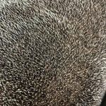German Made Hedgehog Realistic Mohair Fabric   Premium Quality Article 20121Felting Hedgehog Creation (25 * 17.5cm)…