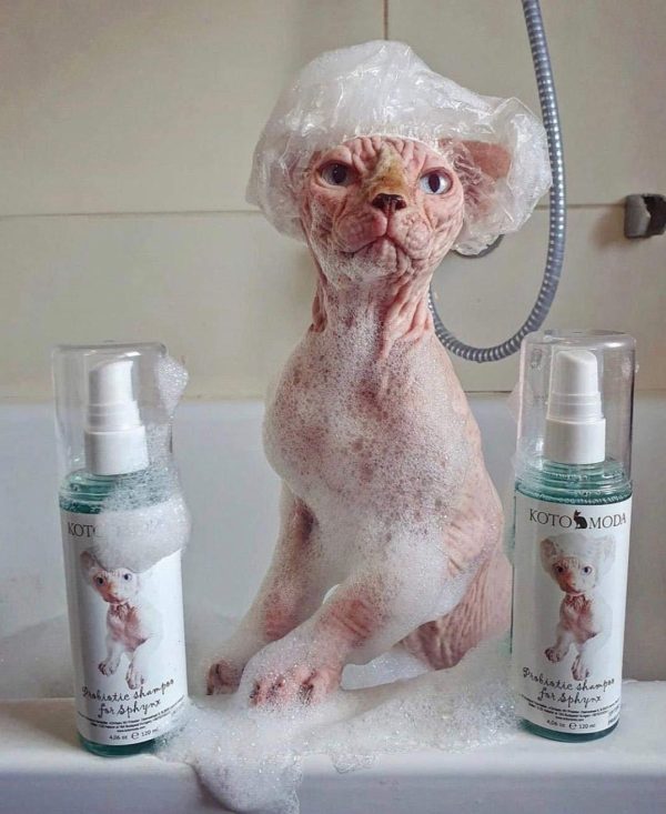 Sphynx cat Shampoo for Naked and Hairless Cats 120 ml with Foam Pump - Image 5
