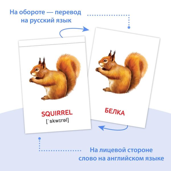 Russian English First Words Flash Cards 8 pcs   Learn English Flash Cards of Doman   Learning English as Second Language   English Teaching Games - Image 3